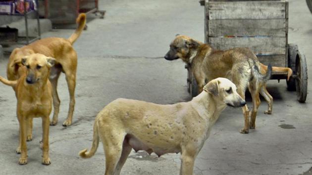 The mauled body of an 80-year-old woman, who was apparently eaten up by stray dogs, was found in a Madhya Pradesh hospital.(HT File Photo/For Representation Only)
