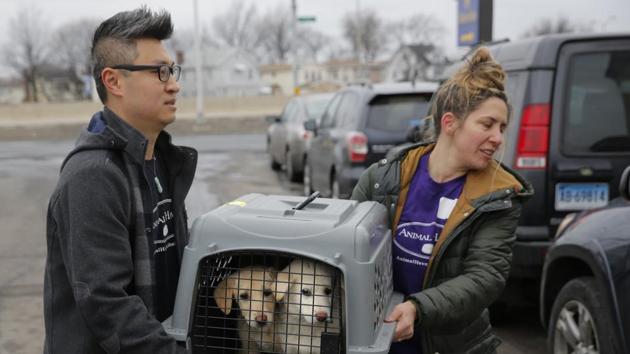 Two puppies rescued from a South Korean dog meat farm being loaded on an animal transport vehicle near Kennedy Airport on Sunday. (AP Photo) Two puppies rescued from a South Korean dog meat farm being loaded on an animal transport vehicle near Kennedy Airport on Sunday. (AP Photo)