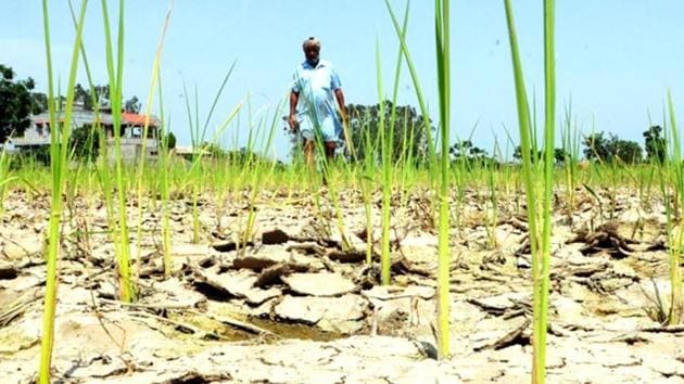 Many farmers across India have committed suicide over debt and poor quality of crops due to drought conditions.(Representative photo)