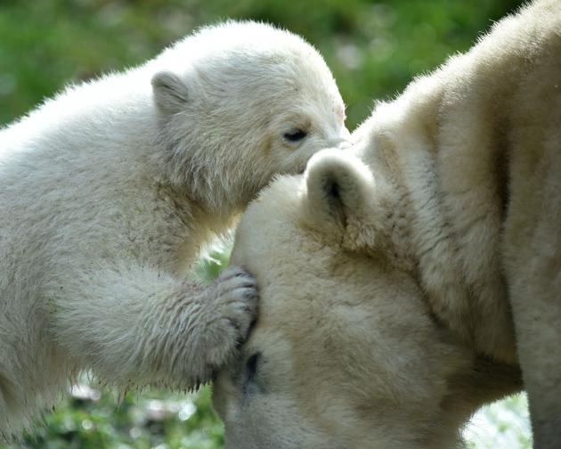 Mother bear Giovanna (R)playing with her four month young baby bear at the zoo. (Christof Stache / AFP) Mother bear Giovanna (R)playing with her four month young baby bear at the zoo. (Christof Stache / AFP)