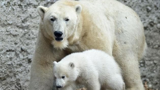 Mother bear Giovanna is pictured with her four month young baby bear at the zoo of Hellabrunn in Munich. (Christof Stache / AFP) Mother bear Giovanna is pictured with her four month young baby bear at the zoo of Hellabrunn in Munich. (Christof Stache / AFP)