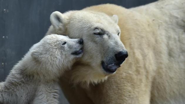 Mother bear Giovanna (R) is pictured with her four month young baby bear at the zoo of Hellabrunn in Munich, southern Germany. (Christof Stache / AFP) Mother bear Giovanna (R) is pictured with her four month young baby bear at the zoo of Hellabrunn in Munich, southern Germany. (Christof Stache / AFP)