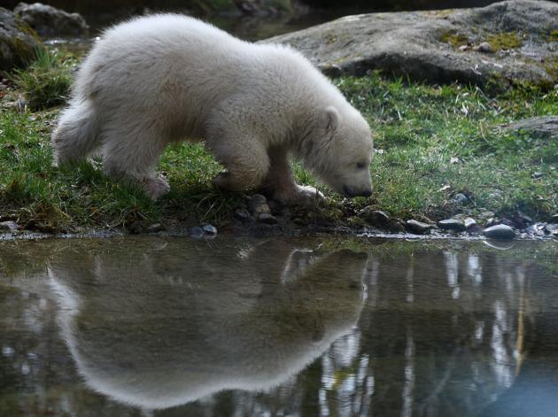 The four month young baby bear is pictured at the zoo of Hellabrunn . (Christof Stache / AFP) The four month young baby bear is pictured at the zoo of Hellabrunn . (Christof Stache / AFP)