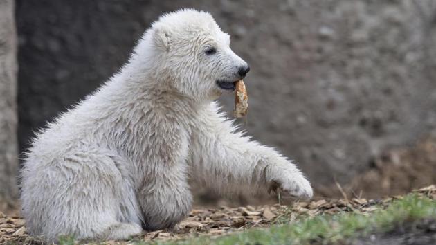 The cub, which was born in November, appeared unimpressed at the naming ceremony on Thursday, March 23rd, but seemed much more interested in the frozen treats and large pretzel that were given to it. (Sven Hoppe / AP) The cub, which was born in November, appeared unimpressed at the naming ceremony on Thursday, March 23rd, but seemed much more interested in the frozen treats and large pretzel that were given to it. (Sven Hoppe / AP)