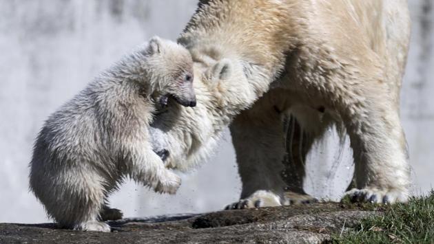 Female polar bear cub Quintana, left, and its mother Giovanna play the enclosure at the Hellabrunn Zoo in Munich. (Sven Hoppe/ AP) Female polar bear cub Quintana, left, and its mother Giovanna play the enclosure at the Hellabrunn Zoo in Munich. (Sven Hoppe/ AP)