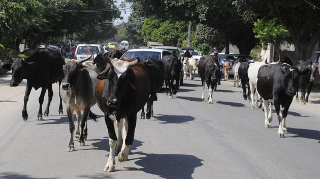 n 2016, only 437 people were arrested for cow smuggling.