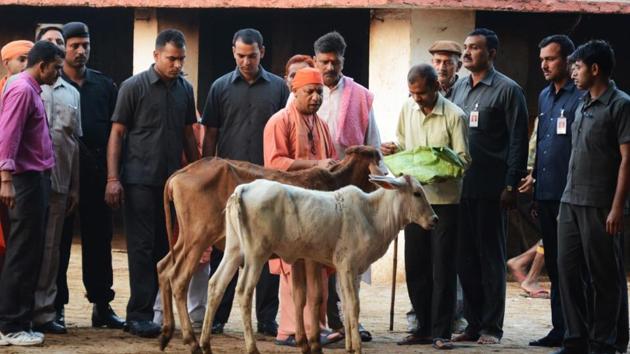 Chief minister`Aditya Nath Yogi feeding cows in the 'gaushala' on the premises of Gorakhnath temple.(HT Photo)