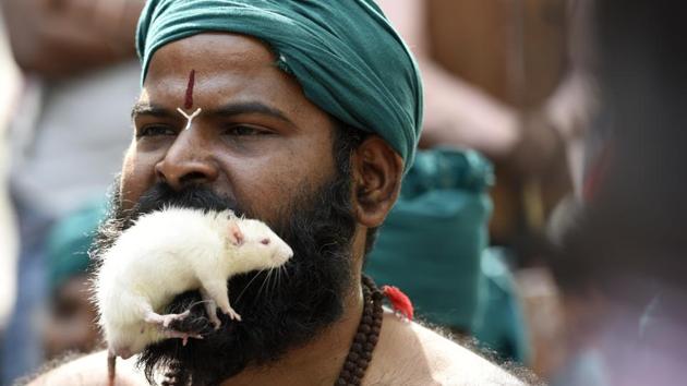 Farmers from Tamil Nadu stage a protest at Jantar Mantar by holding living mice in their mouths to demonstrate that they will have to feed on them if the government fails to declare drought relief packages and waiver loans for the farmers from the state. (Saumya Khandelwal/HT PHOTO) Farmers from Tamil Nadu stage a protest at Jantar Mantar by holding living mice in their mouths to demonstrate that they will have to feed on them if the government fails to declare drought relief packages and waiver loans for the farmers from the state. (Saumya Khandelwal/HT PHOTO)