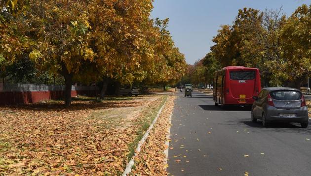 The fall/spring season is upon Chandigarh. (Anil Dayal/HT)
