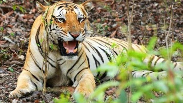 A tiger has a certain image to live up to and, it is not only important for it to look like a tiger, it is also important to eat like one.(Representative Image)