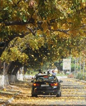The fall/spring season is upon Chandigarh, and the residents can’t get enough of it! (Anil Dayal/HT)