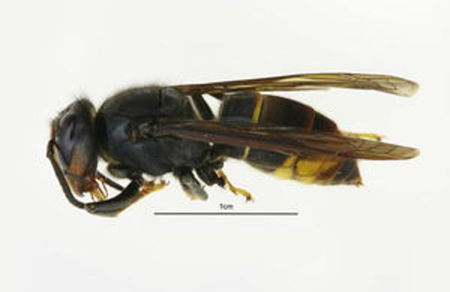 India is among the geographical distribution where the Asian hornet is known to live.(Defra)