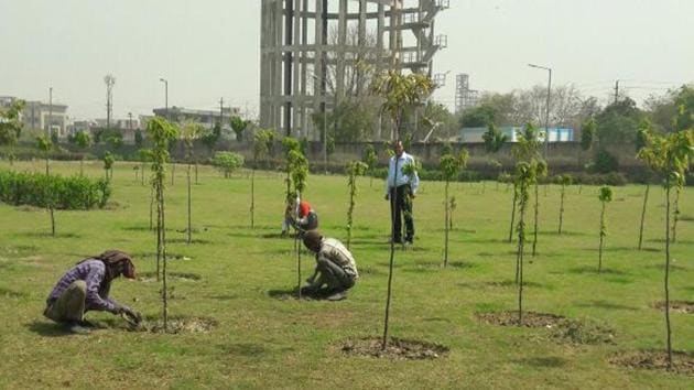 The Noida authority horticulture staff check saplings in a park in Phase-II area on Tuesday.