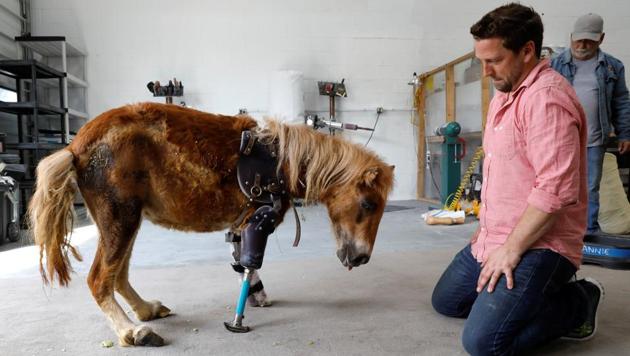 Derrick Campana kneels beside Angel Marie, a three-legged mini horse who wears a prosthetic leg made by Campana. (Kevin Lamarque / Reuters) 
