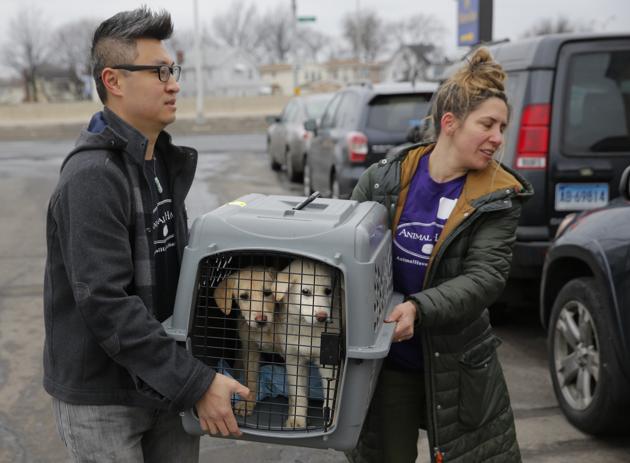 A crate holding two puppies rescued from a South Korean dog meat farm are loaded onto an animal transport vehicle near Kennedy Airport by Animal Haven Director of Operations Mantat Wong, left, and volunteer Nicole Smith, in the Queens borough of New York. (Andrew Kelly / AP Images) A crate holding two puppies rescued from a South Korean dog meat farm are loaded onto an animal transport vehicle near Kennedy Airport by Animal Haven Director of Operations Mantat Wong, left, and volunteer Nicole Smith, in the Queens borough of New York. (Andrew Kelly / AP Images)