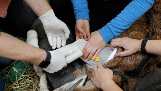 Derrick Campana of Animal Ortho Care (L) gets assistance as he works to find a solution for Beauty, a goat who cannot stand on her permanently damaged legs, in Sterling. (Kevin Lamarque / Reuters) 