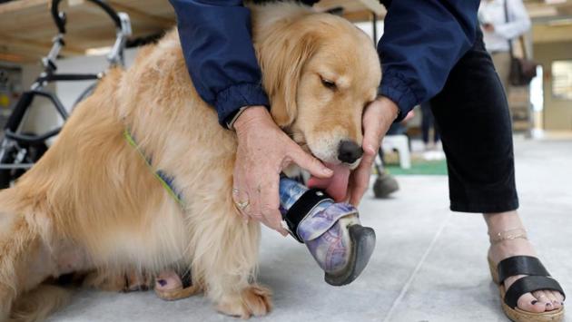 Kenna, a three year-old golden retriever born without a front paw, wears a prosthetic paw made by Derrick Campana. (Kevin Lamarque / Reuters) 