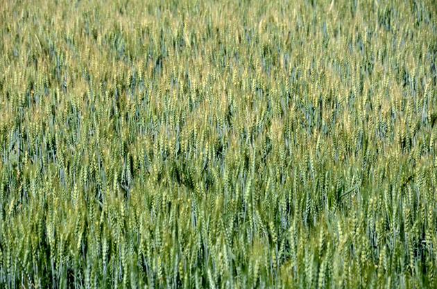 According to rules, if the short-term crop loans are not repaid by March 31, then a 7% interest is applied on them. (AH Zaidi/HT Photo) According to rules, if the short-term crop loans are not repaid by March 31, then a 7% interest is applied on them. (AH Zaidi/HT Photo)