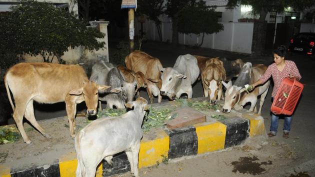 Stray cows are fed green vegetables collected from vegetable sellers.(HT Photo) Stray cows are fed green vegetables collected from vegetable sellers.(HT Photo)