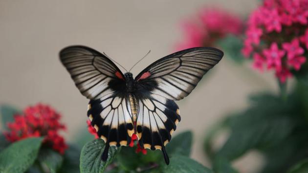 A female Great Mormon butterfly is pictured at the Natural History Museum. (Daniel Leal-Olivas / AFP) 