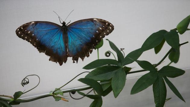 A Blue Morpho butterfly at the Natural History Museum. (Daniel Leal-Olivas / AFP) 