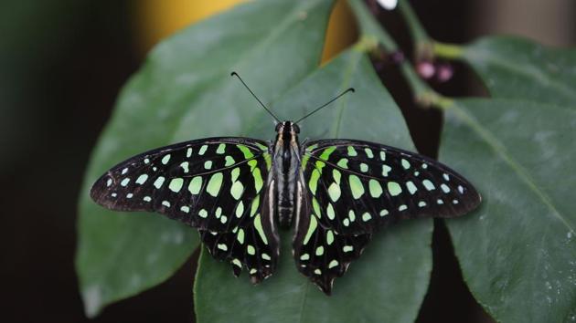 A Tailed Jay butterfly is pictured at the Natural History Museum . (Daniel Leal-Olivas / AFP) 