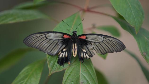 A female Great Mormon butterfly  at the Natural History Museum in London. (Daniel Leal-Olivas / AFP) 