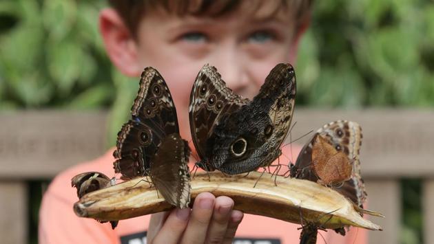 Butterflies more usually found in Central and South America, Africa and Asia will be emerging into a tropical habitat.  (Daniel Leal-Olivas/ AFP) 