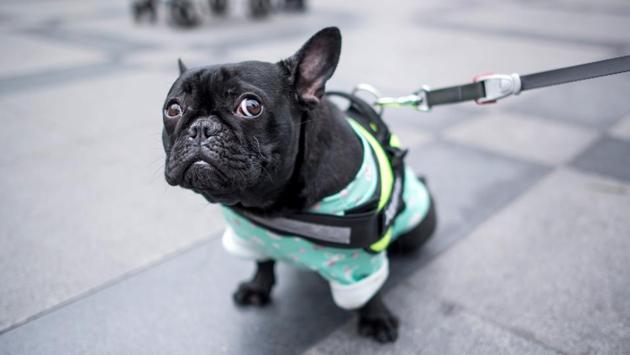 Dog ownership rates have grown along with China’s fast-expanding middle class. (Johannes Eisele/AFP) Dog ownership rates have grown along with China’s fast-expanding middle class. (Johannes Eisele/AFP)