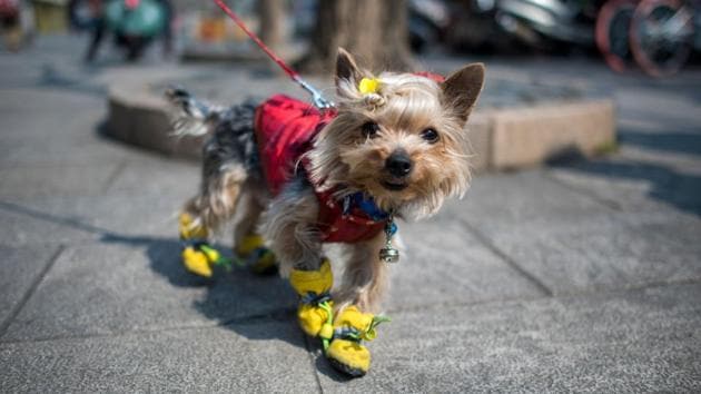 Pet owners like to dress up their pets, the way they would their own children, said a woman surnamed Huang as she walked her two fluffy brown poodles, one with a pink bowtie and the other wearing a blue one, through a central Shanghai neighbourhood. (Johannes Eisele/AFP) Pet owners like to dress up their pets, the way they would their own children, said a woman surnamed Huang as she walked her two fluffy brown poodles, one with a pink bowtie and the other wearing a blue one, through a central Shanghai neighbourhood. (Johannes Eisele/AFP)