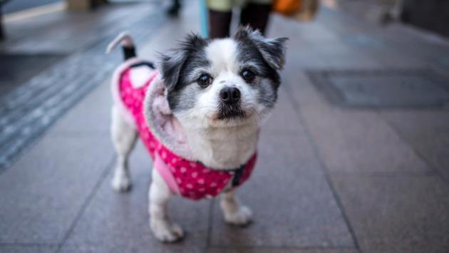Zhang Jiequn, a psychologist at Shanghai’s Huada Institute of Applied Psychology, said that for many Chinese, pet ownership - is a kind of escape from interpersonal relationships. (Johannes Eisele/AFP) Zhang Jiequn, a psychologist at Shanghai’s Huada Institute of Applied Psychology, said that for many Chinese, pet ownership - is a kind of escape from interpersonal relationships. (Johannes Eisele/AFP)