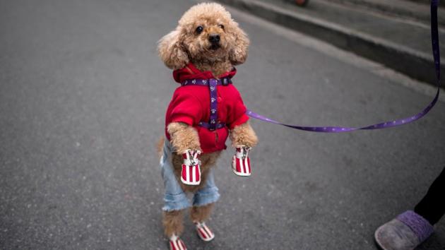 The high rate of dog ownership prompted the city in 2011 to impose a “one-dog policy”. (Johannes Eisele/AFP) The high rate of dog ownership prompted the city in 2011 to impose a “one-dog policy”. (Johannes Eisele/AFP)