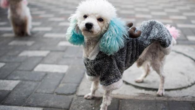 Limiting owners to a single canine -- to curb noisy barking, waste on sidewalks and dog attacks. (Johannes Eisele/AFP) Limiting owners to a single canine -- to curb noisy barking, waste on sidewalks and dog attacks. (Johannes Eisele/AFP)