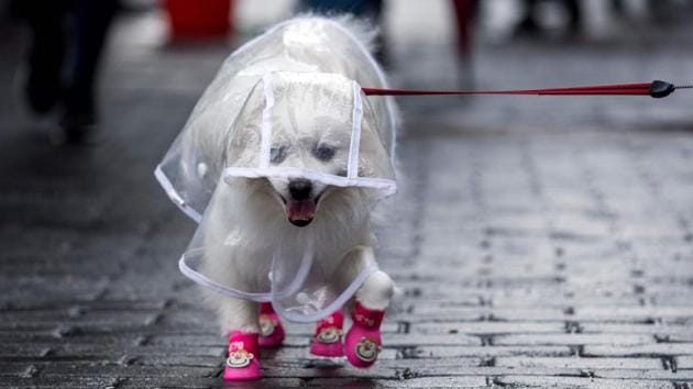 A dog dressed in clothing on a street in Shanghai. (Johannes Eisele/AFP) A dog dressed in clothing on a street in Shanghai. (Johannes Eisele/AFP)