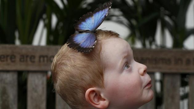 Luca Wainwright, aged 3, poses for a photograph with a butterfly. (Stefan Wermuth / REUTERS) 