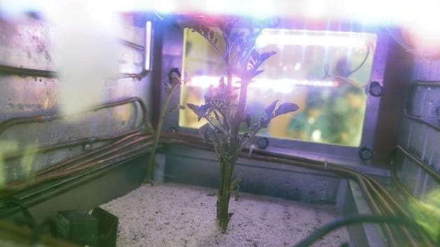 In this March 16, 2017 photo, a potato plant grows inside a Mars simulator in Lima, Peru.(AP Photo) In this March 16, 2017 photo, a potato plant grows inside a Mars simulator in Lima, Peru.(AP Photo)