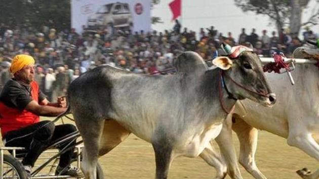 PETA India said it will write to the state to help them understand that the races are cruel and the state must prevent any harm to bullocks. (HT File Photo) PETA India said it will write to the state to help them understand that the races are cruel and the state must prevent any harm to bullocks. (HT File Photo)