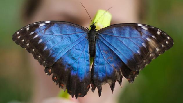 An employee poses for a picture with a Blue Morpho butterfly at the Natural History Museum in London . (Daniel Leal-Olivas / AFP) 