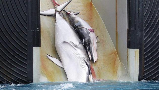 This undated file picture released on February 7, 2008 by the Australian Customs Services shows a mother whale and her calf being dragged on board a Japanese ship after being harpooned in Antarctic waters.(AFP File Photo)