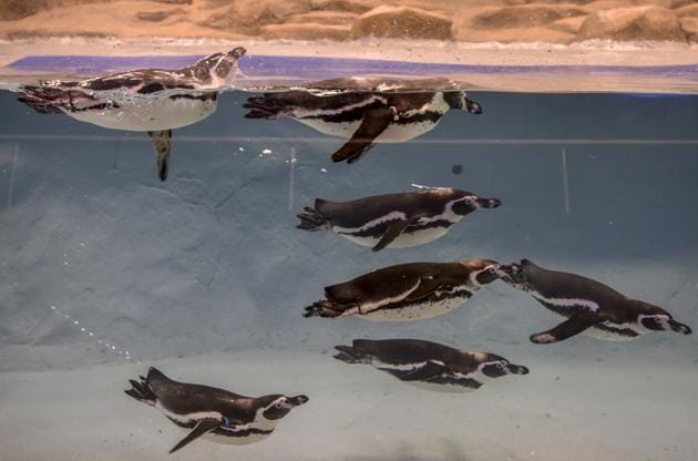 The penguins, Bubble, Mr Molt, Flipper, Donald, Daisy, Popeye and Olive, swim in their new home at Byculla zoo. They are all between the ages of 2 and 3 and were named after famous Disney characters, based on their behaviour.(Kunal Patil/HT Photo)