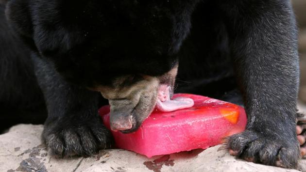 A Malayan sun bear licks a block of ice during a hot day at Dusit zoo in Bangkok, Thailand. (Chaiwat Subprasom / REUTERS)
