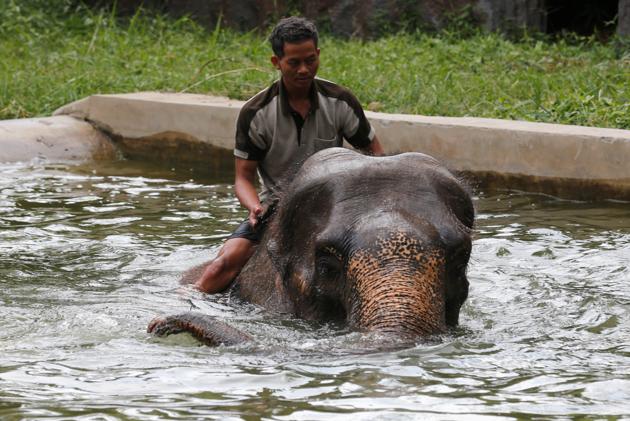 A mahout sits on an elephant as they play in a pool during a hot day at Dusit zoo in Bangkok, Thailand. (Chaiwat Subprasom / REUTERS)
