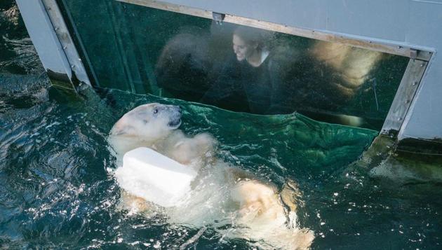 Zoo visitor Anna watches polar bear Milana playing in her pool with a plastic canister at the zoo in Hanover, central Germany. (Ole Spata / AFP)