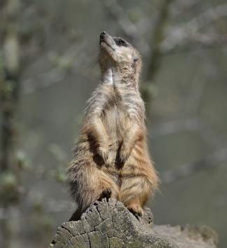 A suricate takes a sunbath on a sunny warm spring day at the zoo in Gelsenkirchen, Germany. (Martin Meissner / AP)