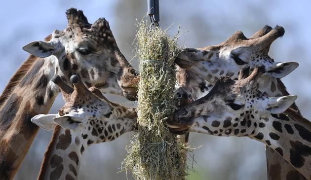 A giraffe family dining straw cake on a sunny warm spring day at the zoo in Gelsenkirchen, Germany. (Martin Meissner / AP)