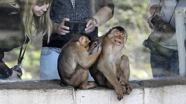 Two monkeys are observed by visitors on a sunny and warm spring day at the zoo in Gelsenkirchen. (Martin Meissner / AP)
