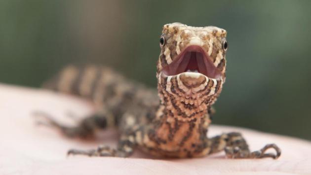 A young Chinese crocodile lizard sits on the hand of an employee of the Dresden Zoo. in Dresden, eastern Germany. (Sebastian Kahnert / AP)