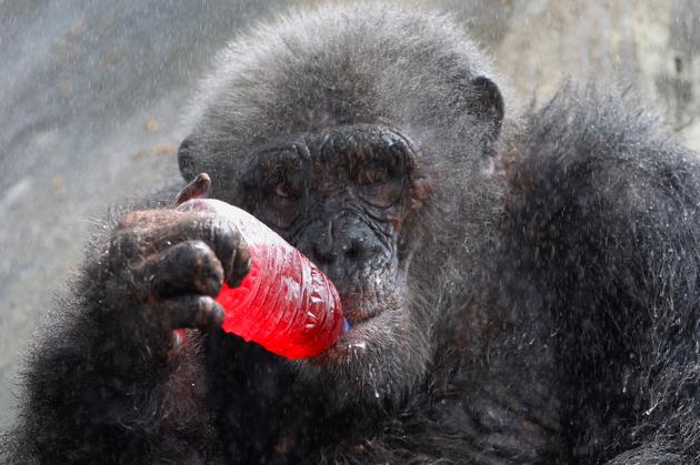 A chimpanzee drinks a sweet refreshment as it is sprayed with water on a hot day at Dusit zoo in Bangkok, Thailand. (Chaiwat Subprasom / REUTERS)