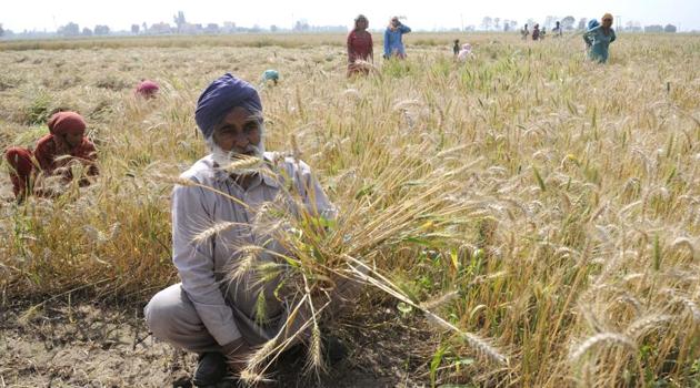The average recovery of loans in the state cooperative sector is 9095%. Huge defaults will make it difficult for Punjab State Cooperative Bank Limited to extend credit for the next season. (Bharat Bhushan/HT Photo) The average recovery of loans in the state cooperative sector is 9095%. Huge defaults will make it difficult for Punjab State Cooperative Bank Limited to extend credit for the next season. (Bharat Bhushan/HT Photo)