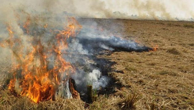 Based on imagery provided by the NASA satellites, officials in the Punjab agriculture department and the Punjab Pollution Control Board (PPCB) will track the cases of burning and act accordingly. (HT File Photo) Based on imagery provided by the NASA satellites, officials in the Punjab agriculture department and the Punjab Pollution Control Board (PPCB) will track the cases of burning and act accordingly. (HT File Photo)